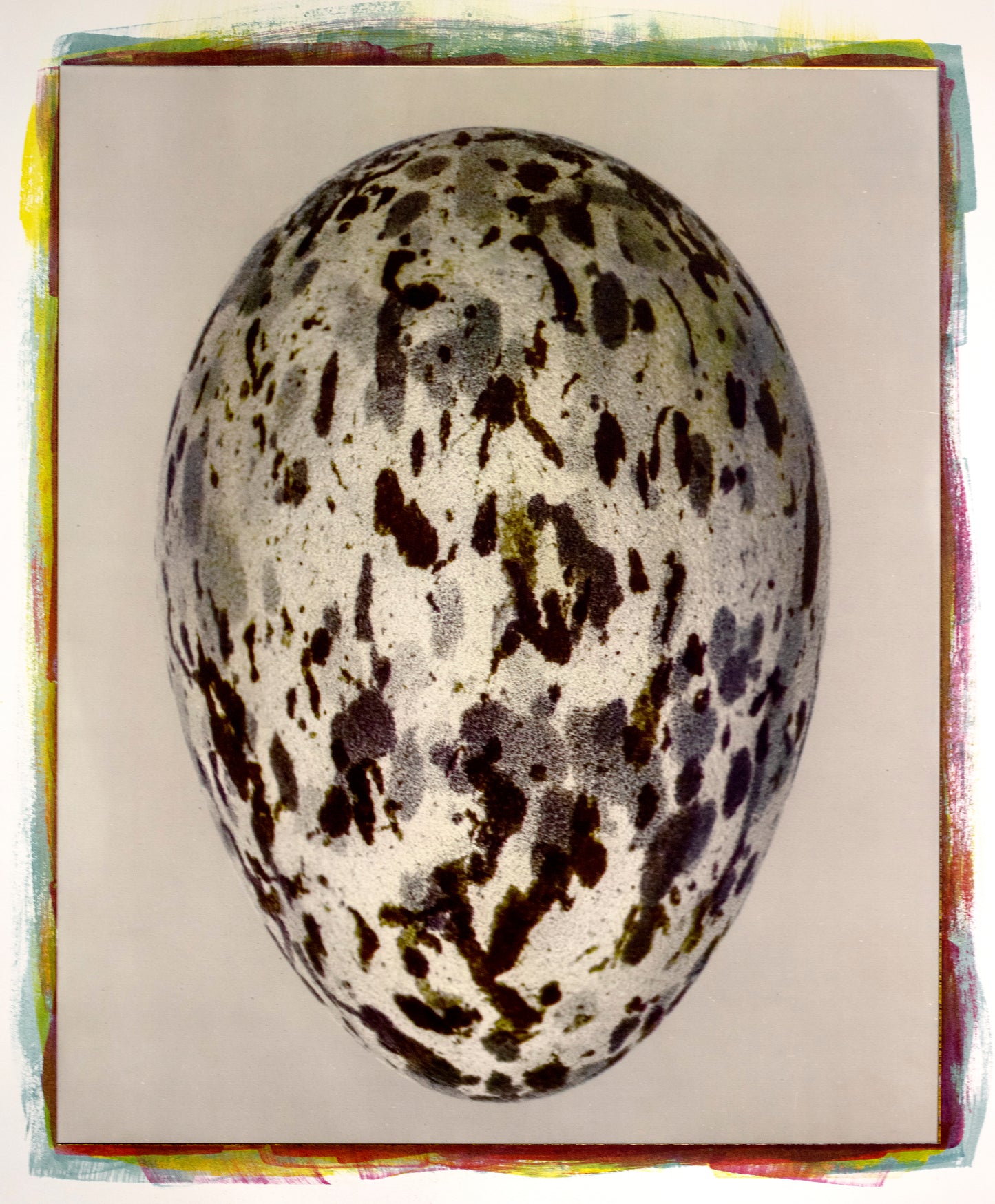 Herring Gull Egg