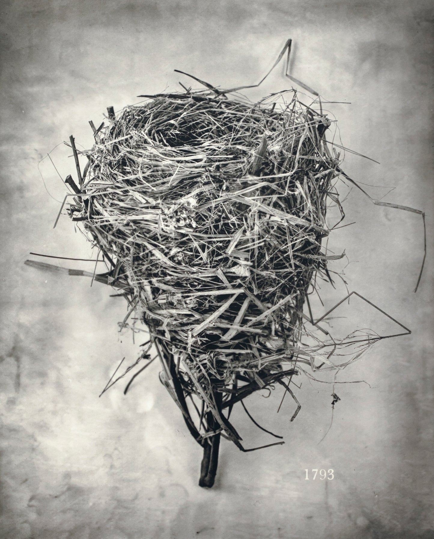 Taverner-Fitzgerald Nest No. 1793