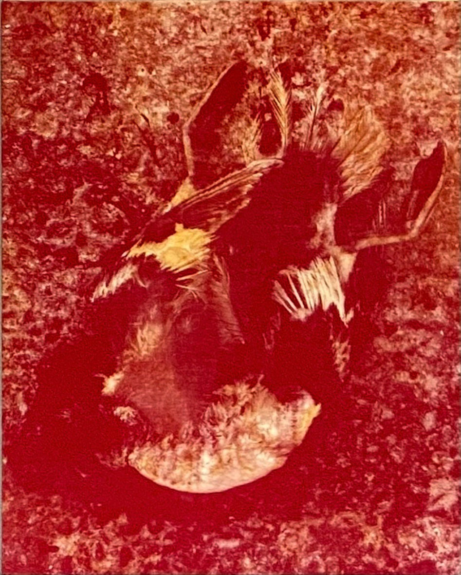 Unmarked Grave II (Roadkill Goose)