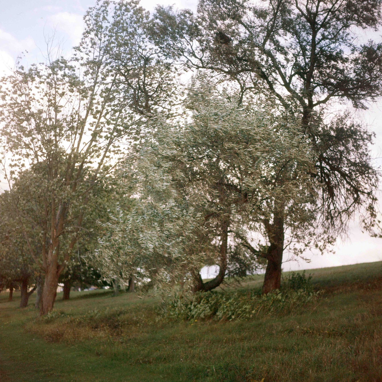 How silly to be soft