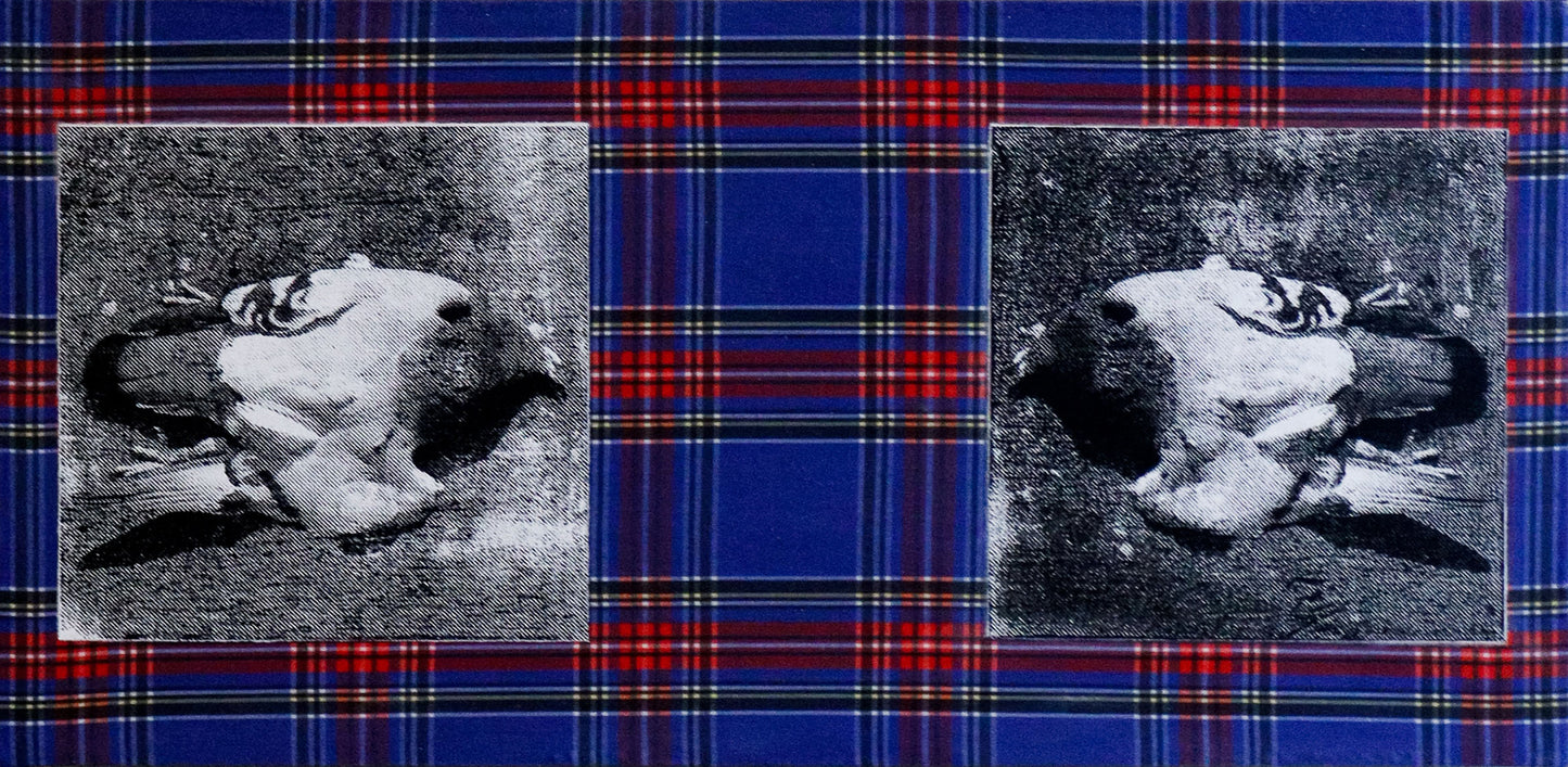 Untitled (Two Pigeons on Plaid)