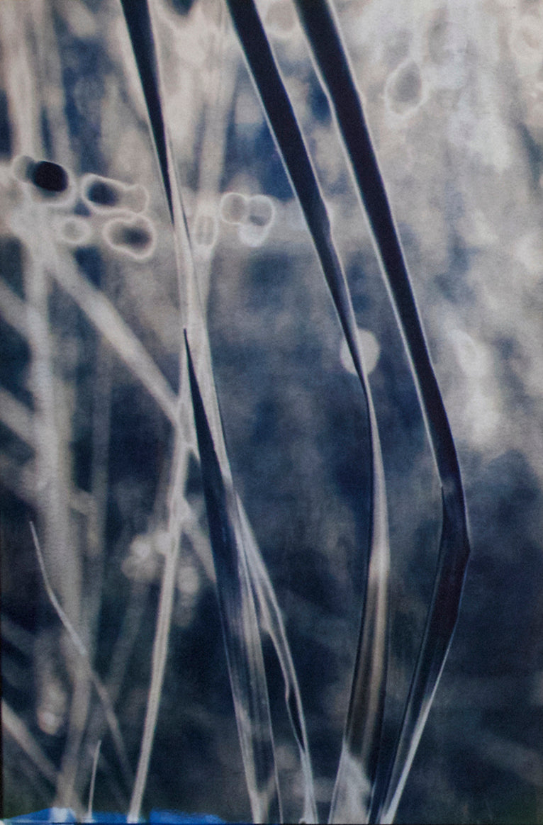 Triptych of Grasses