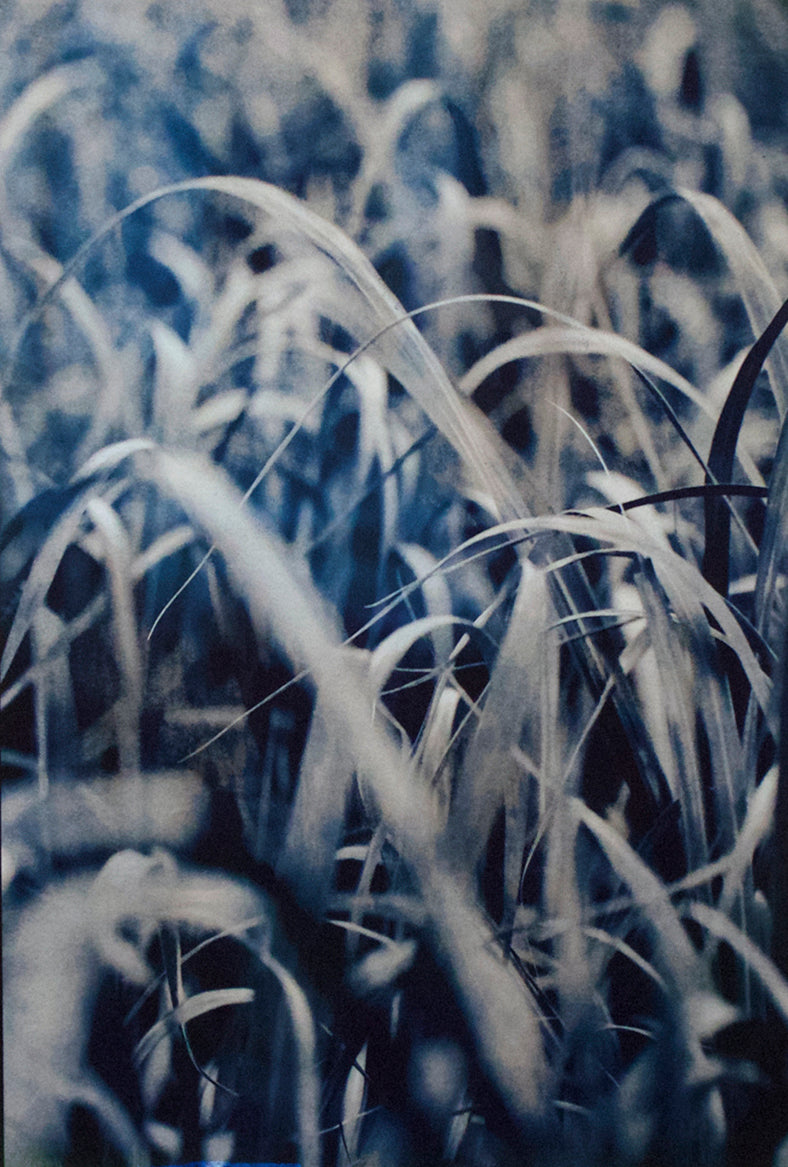 Triptych of Grasses