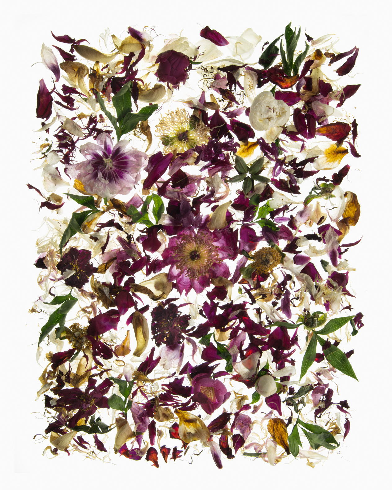 Collected Fallen Peony Garden