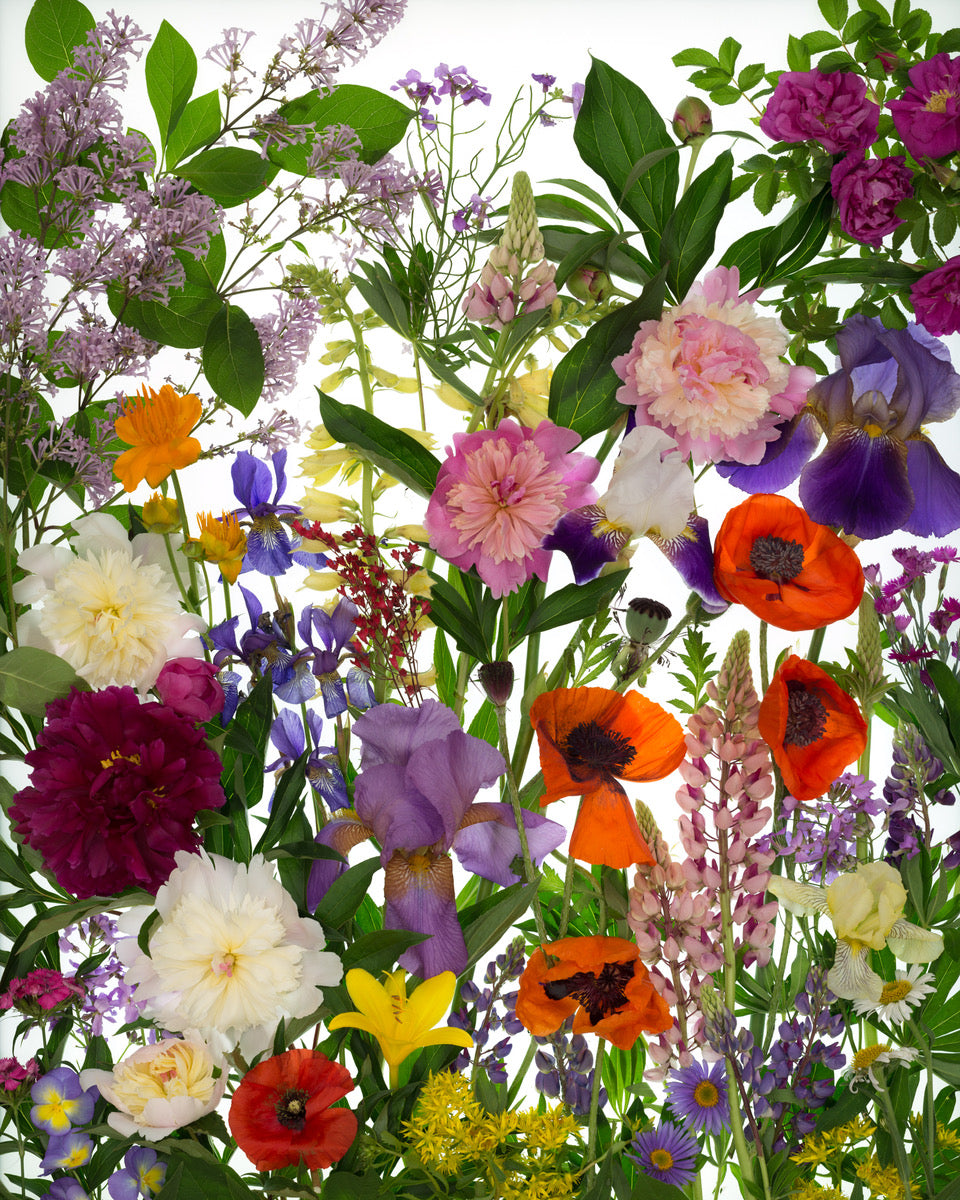 Maplelawn Garden: A Portrait