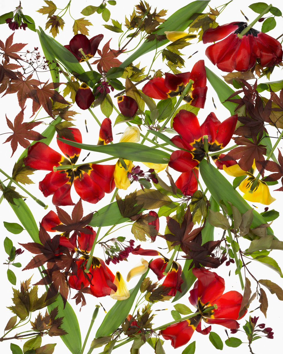 Shattered Red Tulips