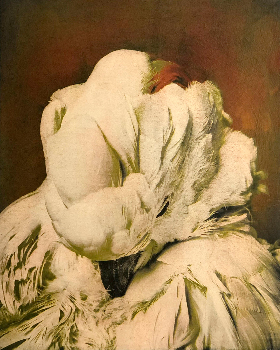 Cacuatua moluccensis