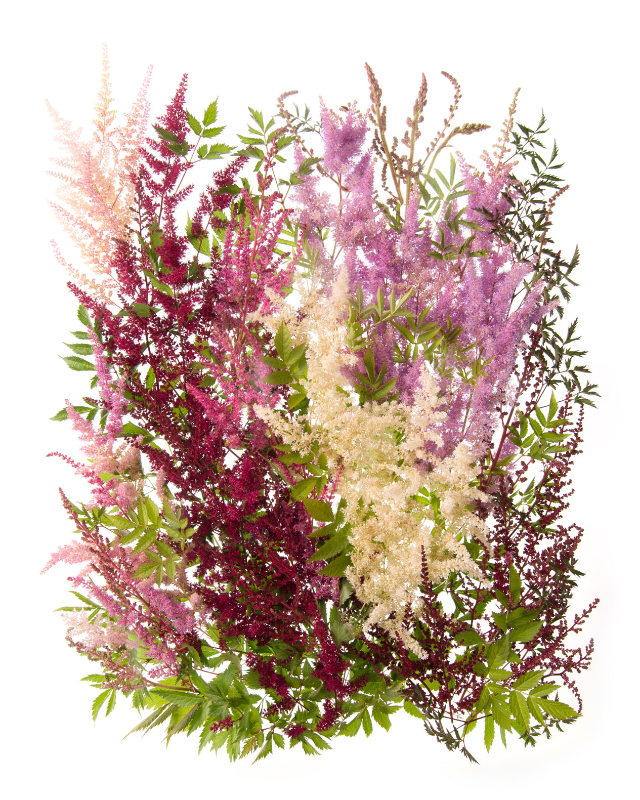 Collected Astilbe Garden