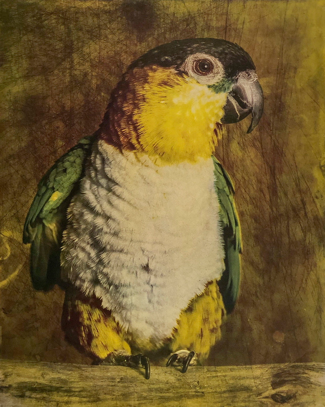 Pionites melanocephalus