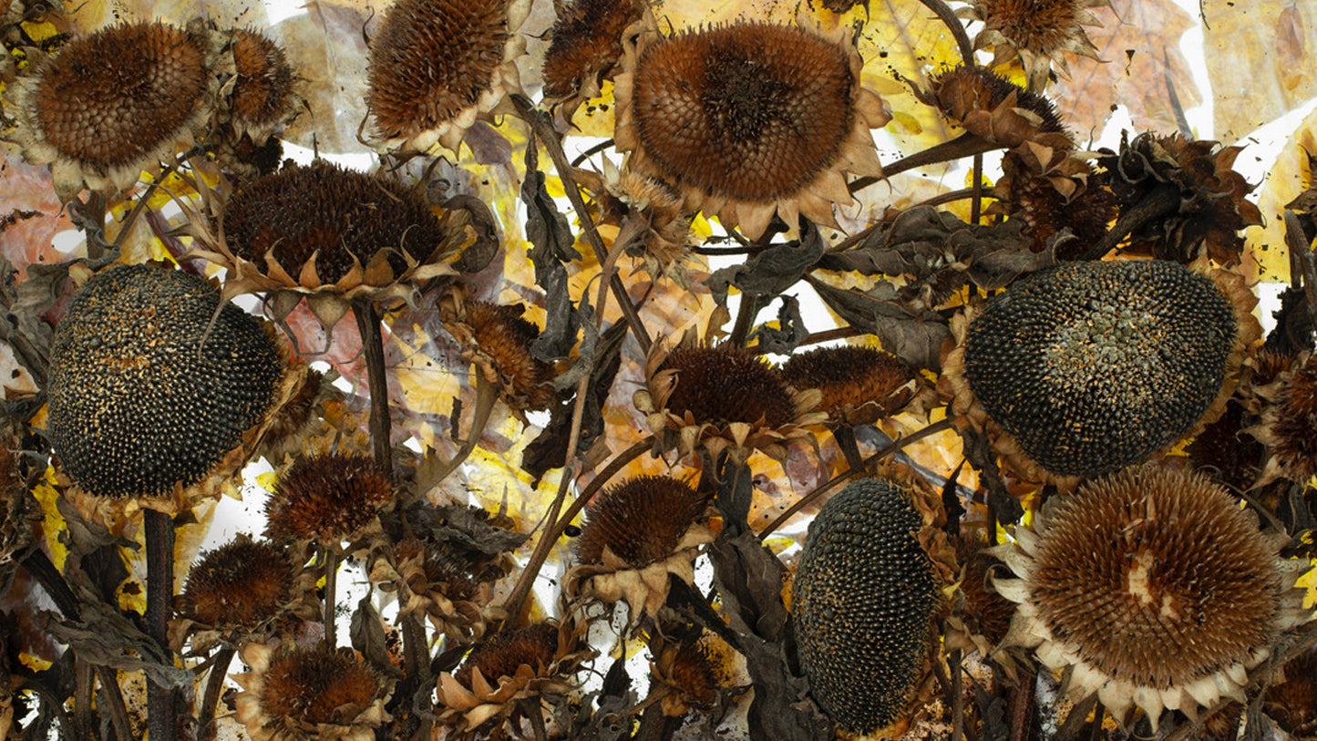 Exhibition: Barbara Brown - Of Time