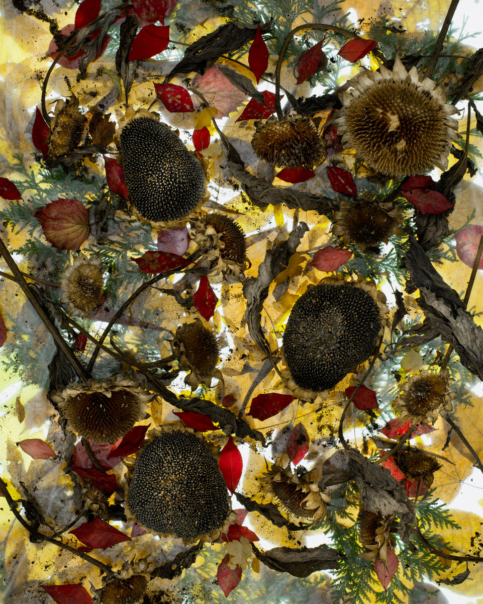 Seed Heads and Cedar