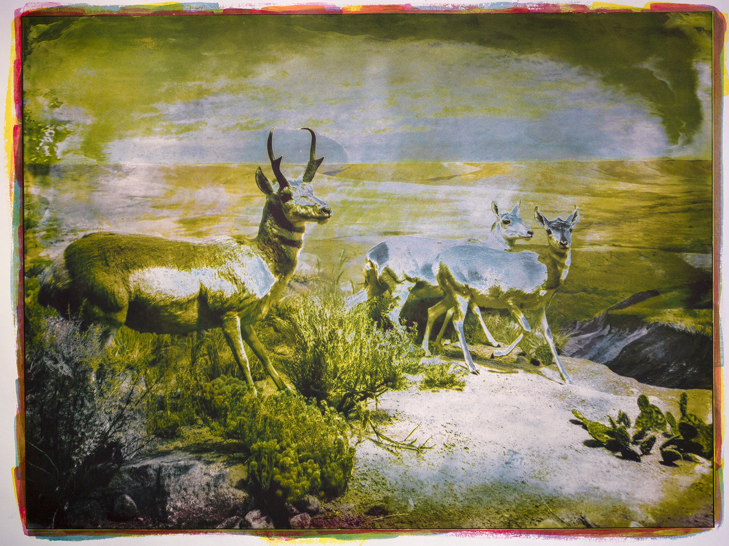 Diorama, Pronghorn Small Herd