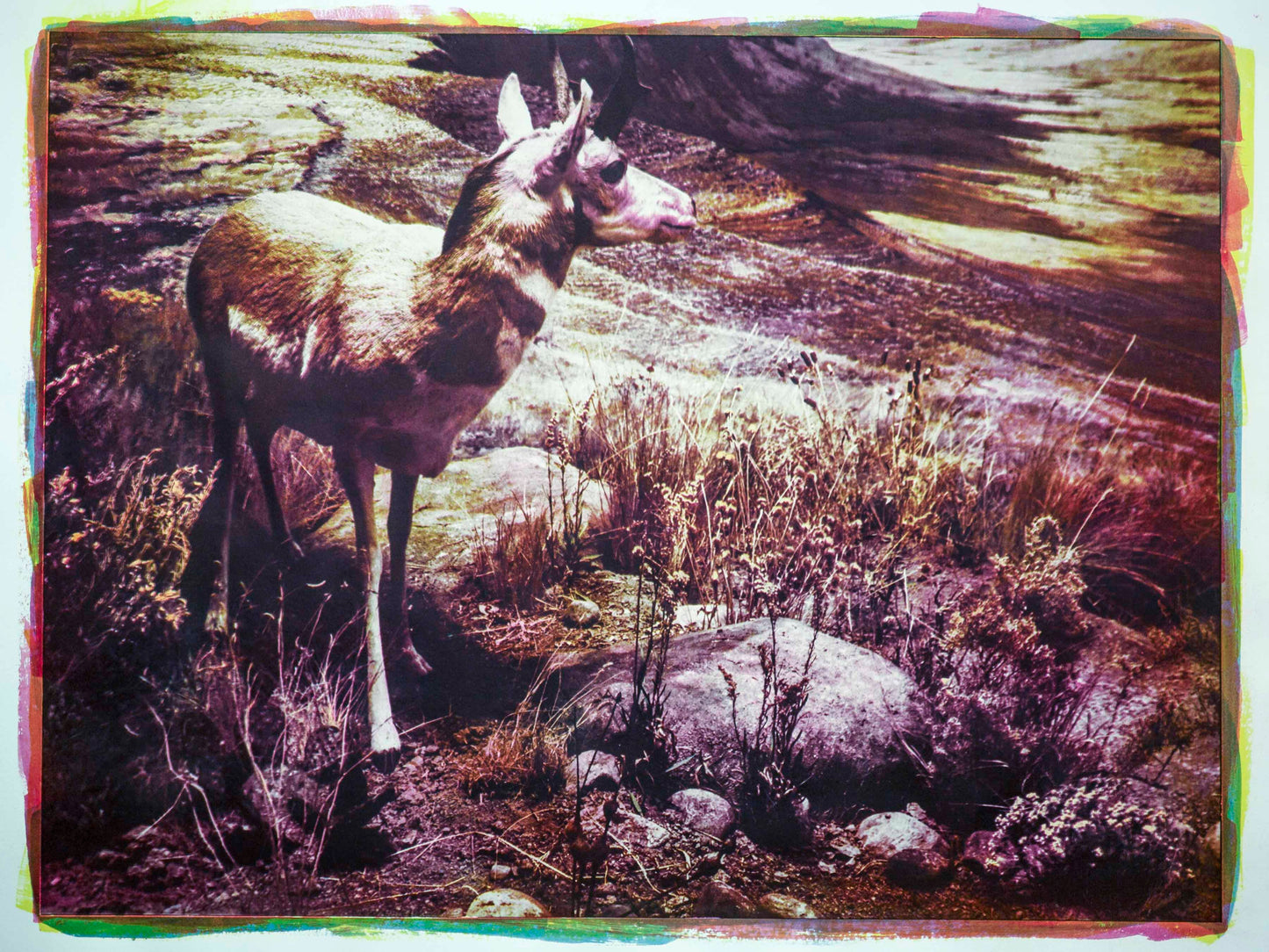 Diorama, Pronghorn