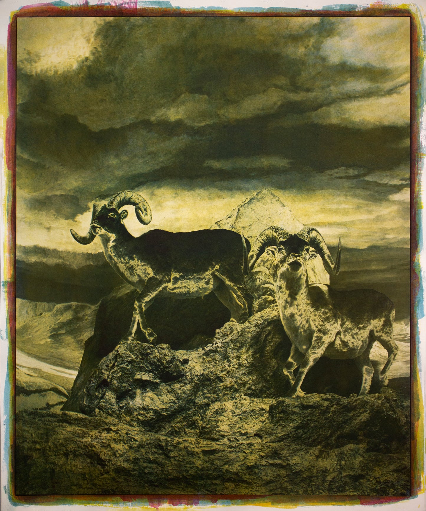 Diorama, Thinhorn Sheep