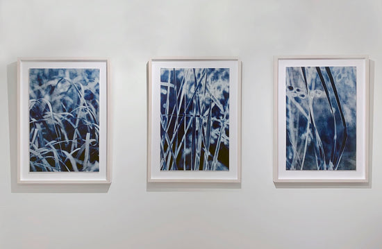 Triptych of Grasses