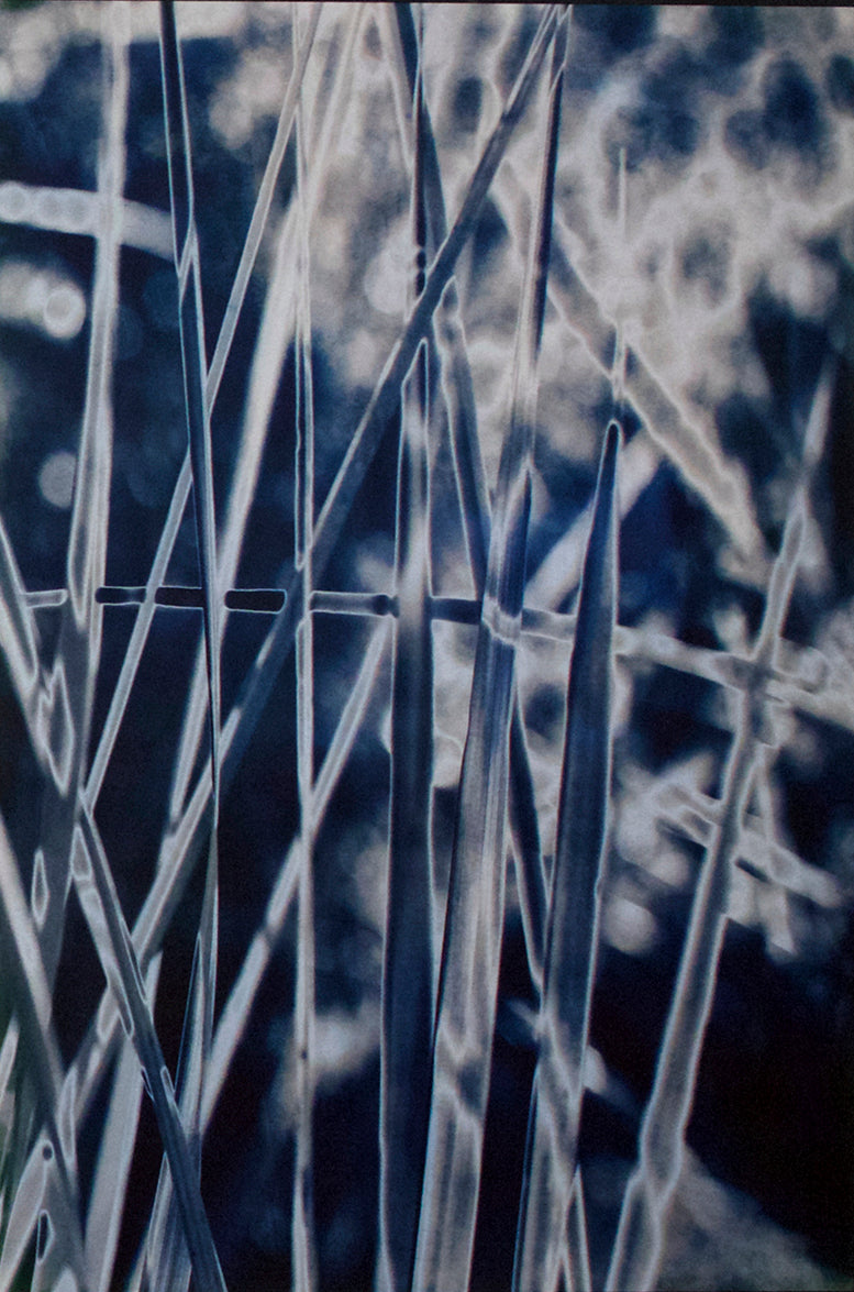 Triptych of Grasses