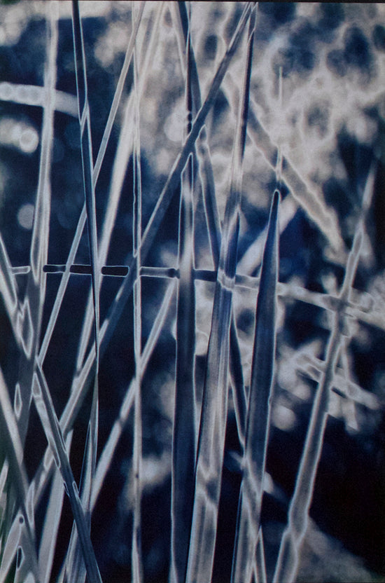 Triptych of Grasses