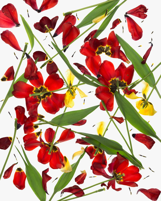 Shattered Tulips #1